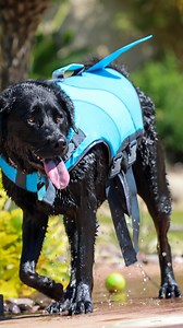 3.4K views · 102 reactions | Beware of sharks… we hear they’re circling this week. | Petco | Facebook