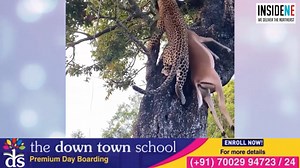 Watch || Video shows leopard climbing tree with its prey in mouth. | Inside Northeast