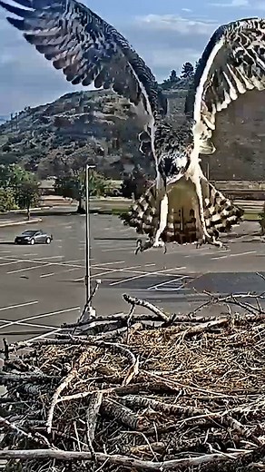 Cornell Lab Bird Cams on Instagram: "The Hellgate Ospreys are officially empty nesters! After 59 days in the nest, the final nestling from the 2024 Hellgate Osprey Cam took to the skies of Missoula, Montana, on the morning of August 14. Watch the chick, named Antali, make a confident jump towards the cam before fluttering away in the direction of the Clark Fork River. Dr. Erick Greene from the Montana Osprey Project reported that Antali landed safely on a nearby power pole after fledging. Good l