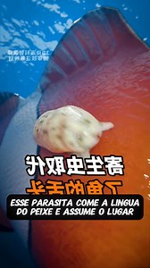 1.6M views · 7.1K reactions | Esse é o parasita mais estranho que existe no fundo da água que come a língua do peixe e depois de um tempo assume o local dela #NarraStars #fatos #curiosidades #educação #3d #ia #narradortiktok | Teste Viral | Facebook