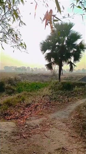 morning view #nature #field #shortvideo #trending #mindboost