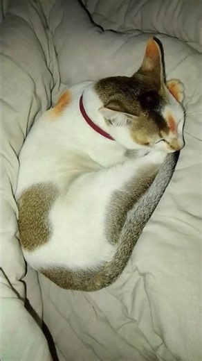 ডায়লগ বল #prettycat #funnyanimal #cat