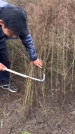 Popular technique for cutting dry chalk trees