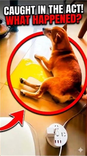 Happy Pee Dog Fail Compilation You Can’t Stop Watching 😂🐶 #shorts #funnyanimals #dogfails