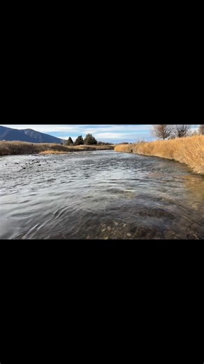 The brown trout redds are a sight to behold. If you’re lucky, not only will you notice the mound of cleaned gravel, you’ll also see a mating adult slide into the excavated area upstream. Fingers crossed these eggs successfully hatch to bolster our resident population on the #woodsonranch. | Ruby Habitat Foundation