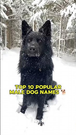 Top 10 Popular Male Dog Names 🐕 | मर्द कुत्तों के रखे जाने वाले प्रसिद्ध नाम 🐶