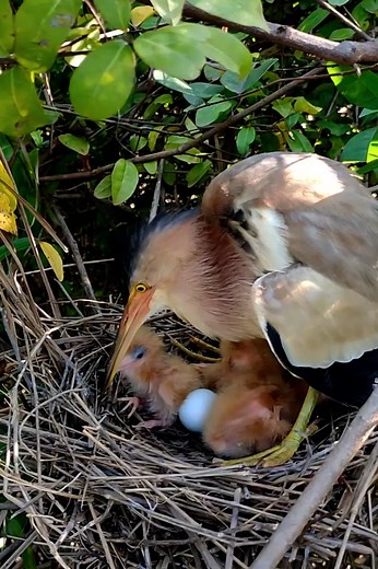 Baby Needs to Eat | Border Birds
