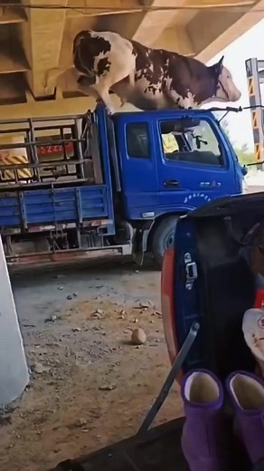 22K views · 88 reactions | Agribusiness Media on Reels | Facebook