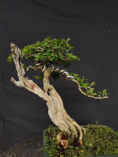 Actual Tree - Bonsai Maclura / Cudrania Bonsai Tree - Bonsai Tree Best Character Tanuki Style Bonsai Tree - Etsy