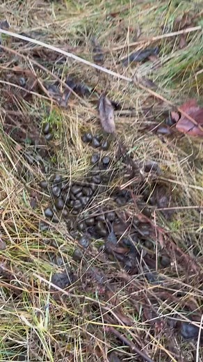 DID YOU KNOW❓ POOP can tell you a lot about the animal❗️歷 From diet to habitat, these tiny pellets are nature’s way of communicating. Stay curious and keep exploring the wild❗️ #deer #native #chieflittleeagle #reconnectwithnature #warrior | Hunting for Greatness | Facebook