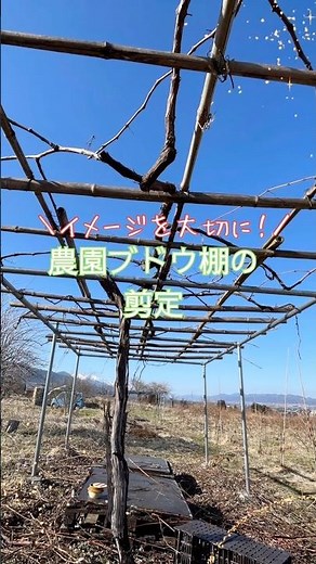 農園のブドウ棚の剪定 #ブルーベリーの森あづみの #家庭菜園 #ブドウ剪定 #幸せフルーツ工房 #ブドウ栽培 #オーガニックフルーツ