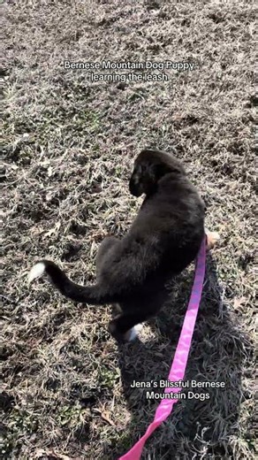Bernese Mountain Dog Puppy leash training! #bernesemountaindog #puppy #bernesepuppy