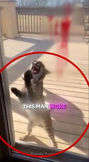 This Bobcat Was Desperatly Scratching At His Door 🐯💔#shorts