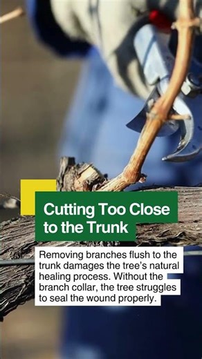 Tree Pruning Mistakes That Harm Your Trees