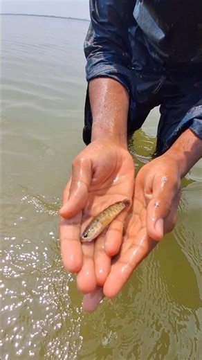 Baby Fish Catching Method #viral #fishing #nature