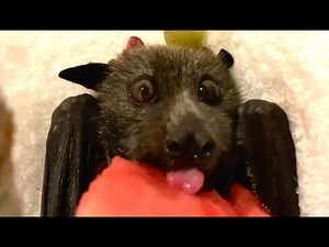 Rescuing a flying-fox found on the road: this is Varna