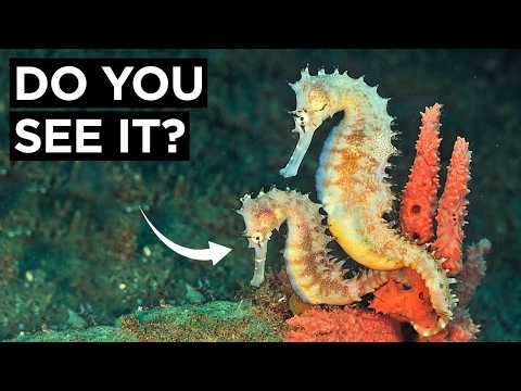 The Thorny Seahorse Blends Into Coral So Well Predators Swim Right Past It