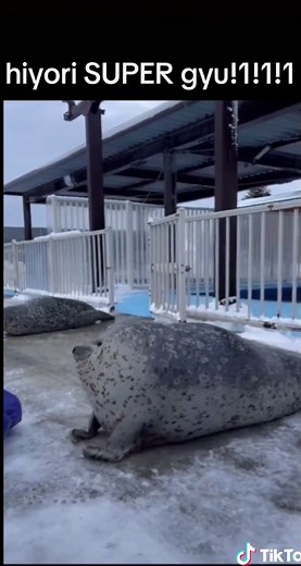 Hiyori the Adorable Gyū Seal Showcase