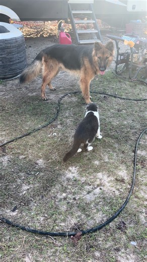 Don't Mess with Cosmo: Cat and Dog Fun