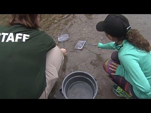 Students release Atlantic salmon harvested in classroom into the wild