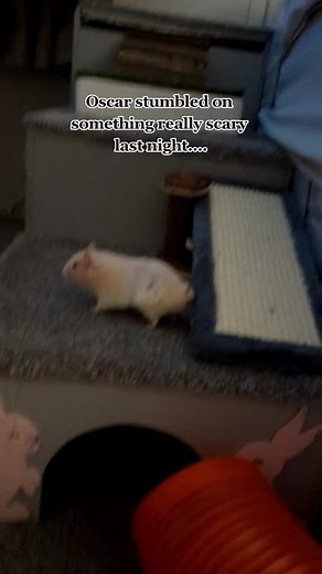 it's so important to learn to understand your animals body language it will tell you alot! these things happen & I'm sure it will happen again in the future things are not always perfect like you see on social media with animals. don't think it's just yours 💕 #fyp #foryoupage #fypシ #foryoupage❤️❤️ #hamsters #hamstersoftiktok #hamster_team🐹