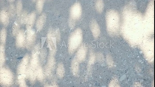 Leaves shadows on Dirt road texture. Plant shadow background. Branches, flowers and foliage on studio background. Product presentation, Minimal mock up for advertising. Trendy Overlay effect. Backdrop