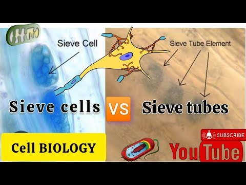 sieve cells vs sieve tubes Differences what is sieve cells and tubes