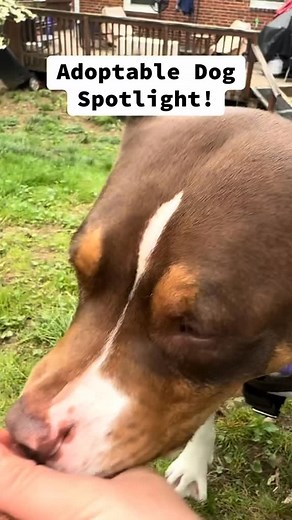 🏡 Reign is ready for her forever home! This 6-year-old, 55lb sweetheart is everything you want in a best friend: house trained, crate trained, polite, and gentle. 💕 She loves snuggles and easy walks, and she’s perfectly happy just relaxing by your side. Reign’s dream home? A calm, loving place with no other pets or kids, where she can be your one and only queen. 👑 ✨ Are you ready to give Reign the forever home she’s been waiting for? #pitbull #rescuedog #dogsofinstagram | Perfectly Paired Pit