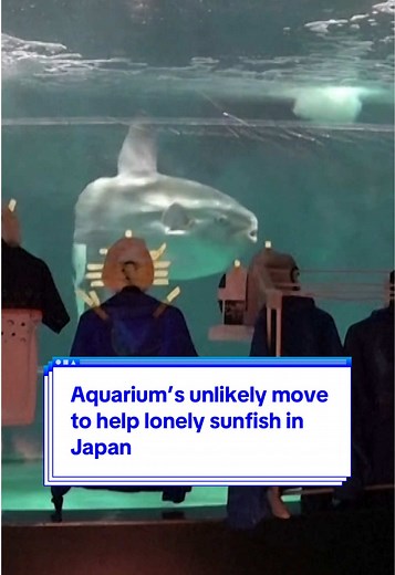 #Aquarium’s unlikely move to help lonely #sunfish in #Japan 👀 #kaikyokanaquarium #yahooaustralia