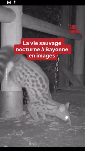 Sud Ouest on Instagram: "Les équipes de la réserve naturelle de la plaine d’Ansot, à Bayonne, au Pays basque, ont installé des pièges photographiques pour étudier la faune qui se balade la nuit dans la zone humide. Ce dispositif a notamment permis de filmer la genette, un petit carnivore nocturne, très difficile à approcher, qui est classé dans la liste des animaux sauvages protégés. La réserve naturelle propose des ateliers scientifiques pour découvrir, grâce aux images capturées, la faune de c