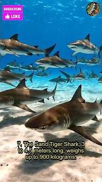 Top 10 Biggest Fish in the Ocean#Top10 #LargestFish #BiggestFish#animalverse