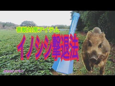 イノシシ対策アイテム登場！＜簡単設置型＞ タネのハシモト
