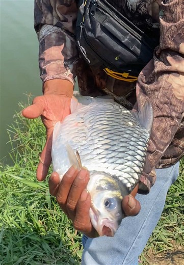 Pokok e Ono Ndog e Rilis - Cara Mancing Tawes di Kendal