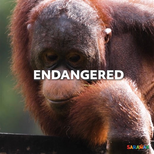 110 reactions · 4 comments | Your adventure awaits! Volunteer with orangutans in Borneo ✈️ Save 20% this February | The Great Projects | Facebook