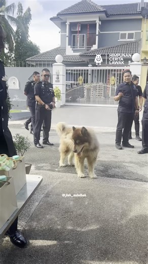 Himpunan Cerita Lawak on Instagram: "Besarnya, unit K9 ke ni 🫣🫣🫣🫣"