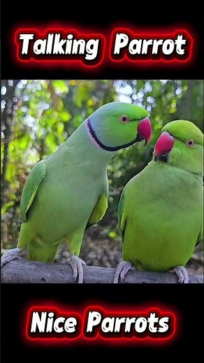Talking Parrot Repeating Words | Smart Parrot Speaking Moment #shorts