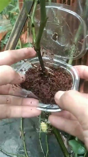 “Rose air layering result after 30 days 🌹🌱Healthy roots have started to grow. #airlayering