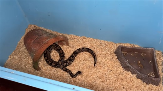 A backyard pet store had been forgotten until a 6 foot python was found waiting in a tub