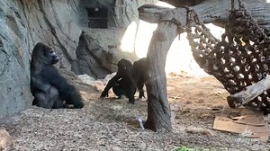 11K views · 469 reactions | Wednesday night was the first time all 6 of our western lowland gorillas spent the night together - and it went really well! Check out this short video of the troop hanging out and bonding together! 轢 | The Calgary Zoo | Facebook