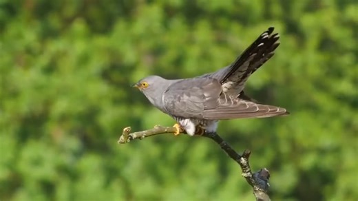 🐦 Le "coucou" s’appelle de son vrai nom coucou gris ou cuculus canorus. C’est vrai qu’il pond dans le nid des copains ? Oui. Le coucou ne construit pas de nid. C’est un oiseau dit parasite. La femelle coucou va pondre dans le nid d’autres espèces qui vont couver et nourrir pour elle les petits coucous. Les femelles coucous vont tout simplement détruire un œuf dans les nids des petits passereaux insectivores comme la Bergeronnette grise, le Rougegorge familier, ou le Rouge-queue noir et pondre u