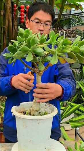 Prune Your Jade Plant for an INSTANT Glow Up (Make it BUSHY!)