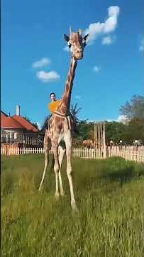 Girl riding a giraffe capture moments | #shorts #youtubeshorts