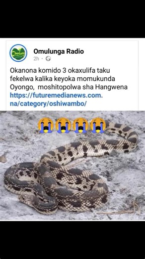 Exploring the Beauty of a Coiled Snake in Nature