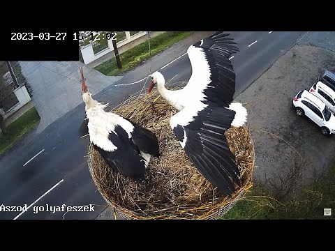 Aszód, gólyafészek