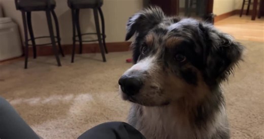 A Wilder View: Why do dogs have eyebrows, but wolves don’t?