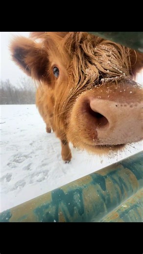 Clarabelle is a goofy little sweetheart in the snow. ❄️ #highlandcow #calf #clarabelle #snow #cow