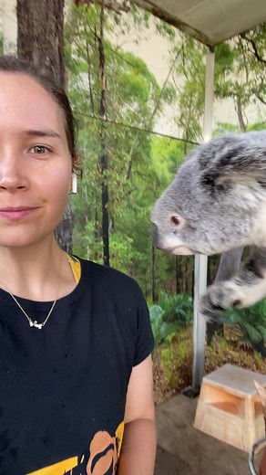 When you really want a cuddle #love #koala #hug #animals #australia #aussie #animalsoftiktok #animal #cute #adorable #adorableanimals