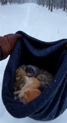 #cold #snow #fire #toweldrying #aivideo #animalclub #foryou #lifeisbutadream #catcollar