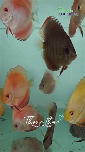 🐠 Premium Aquarium Fish Now Available in Chennai! 🌊