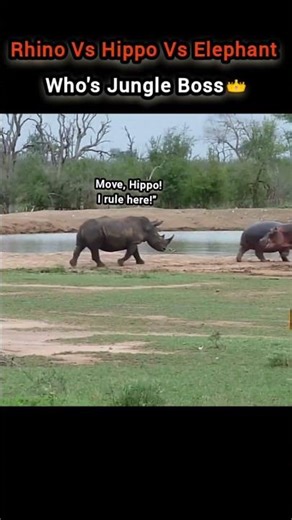 Rhino vs Hippo vs Elephant: Hilarious fight hippovselephant #wildlife #animalshorts #SavageAnimals